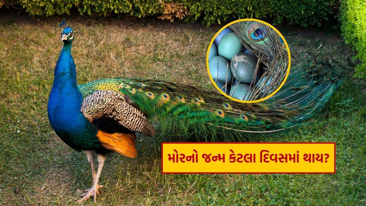 મોર કેટલા દિવસમાં જન્મે છે? તમે નહીં જાણતા હોવ આ વાત