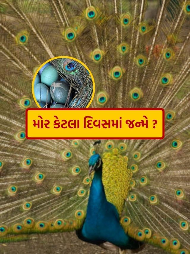 મોર કેટલા દિવસમાં જન્મે છે? જાણીને ચોંકી જશો મોર કેટલા દિવસમાં જન્મે છે? જાણીને ચોંકી જશો