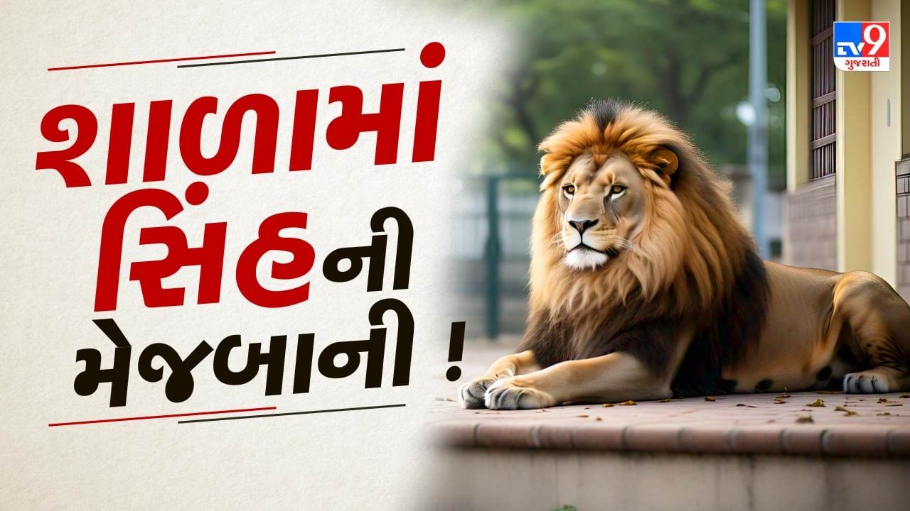 શાળામાં ઘૂસ્યો સિંહ ! શાળાએ આવતા બાળકોને શિક્ષકોએ બહાર જ રોક્યા, જુઓ Video