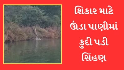 બકરીના શિકાર માટે 15 ફૂટ ઊંડા પાણીમાં કુદી પડી સિંહણ, જુઓ આ શાનદાર Video
