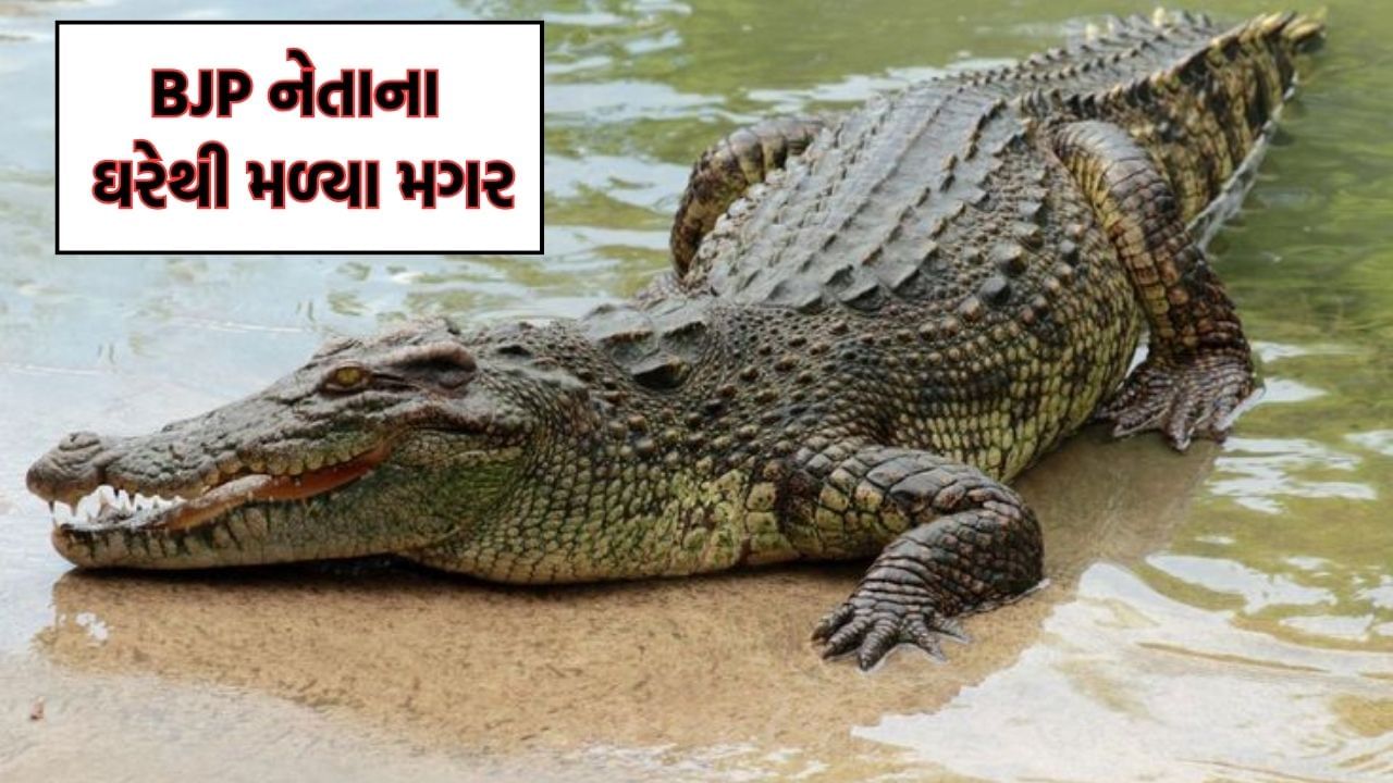 MPમાં BJP નેતાના ઘરેથી IT રેડ દરમિયાન મળ્યા 4 મગરમચ્છ, ઘરમાં ચારે તરફ હરણની ખોપડીઓ, વાઘની ખાલ જોઈ દંગ રહી ગયા અધિકારીઓ