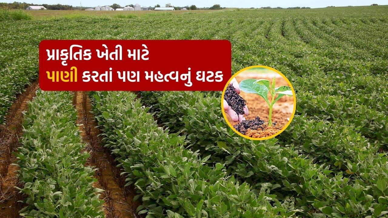 કુદરતી ખેતીમાં પાણી નહીં, છોડ-વૃક્ષને ‘વરાપ’ની વધુ જરૂર, જાણો પાક ઉત્પાદન માટેની એક અનિવાર્ય જરૂરીયાત વિશે