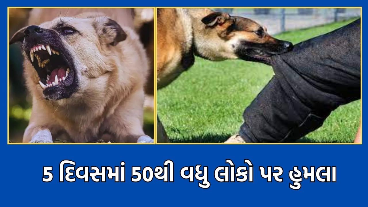 નવસારીમાં શ્વાનનો વધ્યો ત્રાસ, 5 દિવસમાં 50 થી વધુ લોકો પર કર્યો હુમલો- Video