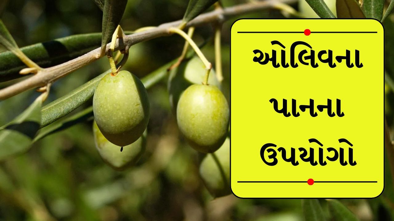 જ્યારે પણ ઓલિવનું નામ આવે છે, ત્યારે આપણા મનમાં સૌથી પહેલા ઓલિવ તેલ આવે છે. આ તેલ સ્વાસ્થ્ય અને સુંદરતા માટે ખૂબ જ ફાયદાકારક માનવામાં આવે છે. પણ શું તમે જાણો છો કે ઓલિવ વૃક્ષના પાન પણ એટલા જ ફાયદાકારક છે? હા, ઓલિવના પાંદડામાં ઘણા શક્તિશાળી તત્વો જોવા મળે છે, જે તમારા સ્વાસ્થ્યને સુધારવામાં મદદ કરી શકે છે.
