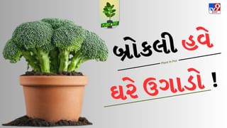 Plant In Pot : ઘરે બ્રોકલી ઉગાડવા માટે અપનાવો આ સરળ ટીપ્સ, બજારમાંથી ખરીદવાની જરુર નહીં પડે, જુઓ તસવીરો