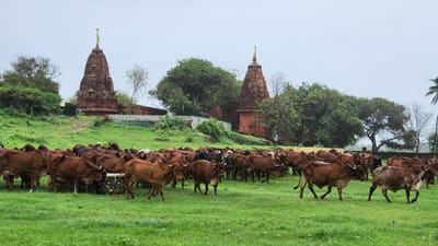 આગામી 14 જાન્યુઆરીને મકરસંક્રાંતી પર સોમનાથ ટ્રસ્ટ દ્વારા ઓનલાઈન અને ઓફલાઇન ગૌપુજન અને ગૌદાનની સુવિધા કાર્યરત રહેશે. મકર સંક્રાંતિના પવિત્ર દિવસને દાનપુણ્ય માટે અતિ પવિત્ર દિવસ માનવામાં આવે છે. મકરસંક્રાંતિએ ભાવિકો વિવિધ પ્રકારની પૂજા, જેમ વિશેષ રૂપે ગૌ-પૂજન ગૌદાન સહિતના અનેક ધાર્મિક કાર્યો ધાર્મિક સ્થાનોમાં કરતા હોય છે.