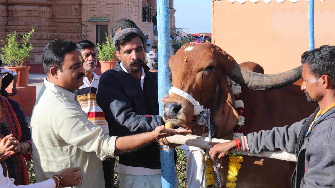 શહેરમાં રહેતા અનેક લોકો ગૌ-પાલન/પૂજન કરવા ઈચ્છતા હોવા છતાં કરી શકતા નથી. આવા અનેક ગૌ-ભક્તો ગૌપુજન, તેમજ પૂજન કરવાનો લ્હાવો લઈ શકે તે માટે શ્રી સોમનાથ ટ્રસ્ટ દ્વારા ટ્રસ્ટની ગૌશાળામાં "એક ગીરગાય" દતક લઈ ગૌશાળા માં તેમના નિભાવ માટે માટે રૂ.31000 નું દાન દઈ શકાય છે.