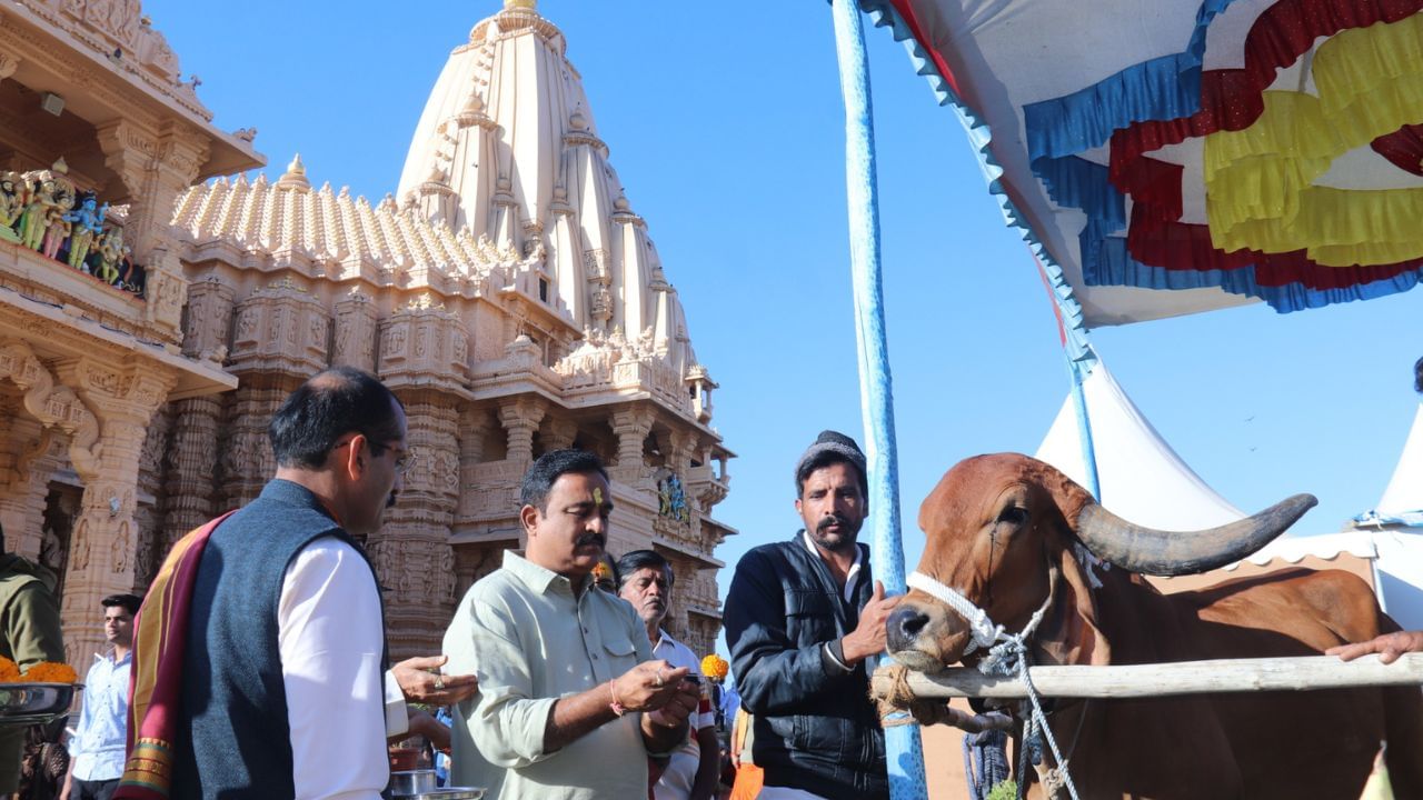 સેવા નોંધાવનાર ભકતોને તેઓના મોબાઈલ નંબર પર ઝુમ એપની લીંક મોકલવામાં આવશે. આ લીંક મારફત તેઓ તા.14/01/2024 ના રોજ સવારે 9:00 વાગ્યે ઓનલાઈન ગૌ-પૂજનમાં જોડાઈ શકશે.