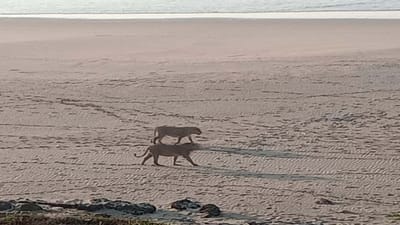 અહેમદપુર માંડવી બીચ પર આવી ચડ્યા બે સિંહ, જુઓ વીડિયો અહેમદપુર માંડવી બીચ પર આવી ચડ્યા બે સિંહ, જુઓ વીડિયો