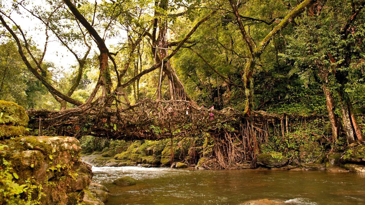 ચોથા દિવસે તમે Root Bridgeની મુલાકાત લઈ શકો છો. તે દરેક લોકો માટે એક અલગ અનુભવ થશે.  તેમજ David Scott Trailની મુલાકાત લઈ શકો છો. ત્યાં આશરે 2 કલાક જેટલો સમય લાગશે.