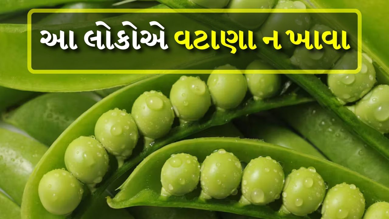 વટાણા એક એવી શાકભાજી છે જે મોટાભાગના લોકો ખાવાનું પસંદ કરે છે. શિયાળાની ઋતુમાં, લોકો ફક્ત વટાણાની શાકભાજી જ ખાવાનું પસંદ કરતા નથી, પરંતુ કાચા લીલા વટાણા પણ ખાવાનું પસંદ કરે છે. તેમાં હાજર ઝિંક, વિટામિન સી, વિટામિન ઇ, મેંગેનીઝ, આયર્ન, કોપર, એન્ટીઑકિસડન્ટ અને ફાઇબર સ્વાસ્થ્ય માટે ખૂબ જ ફાયદાકારક છે.
