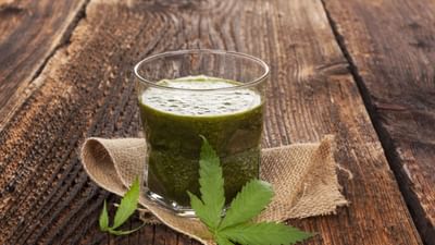 શિવરાત્રી અને ભાંગ વચ્ચેનો સંબંધ સેંકડો વર્ષ જૂનો છે.પૌરાણિક કથાઓ અનુસાર, ભગવાન શિવે ભાંગનું સેવન સમુદ્ર મંથન દરમિયાન હલાહલ (વિષ) પચાવવા માટે કર્યું હતું, કારણ કે ભાંગના શીતળ ગુણો તેમના શરીરમાં રહેલી ઝેરી ગરમીને શાંત કરવા માટે ઉપયોગી બન્યા.પરંત ઘણા લોકોને ભાગનો નશો ચઢતો હોય છે.લોકો ભાંગ પીધા પછી હોશ ગુમાવી બેસે છે. તમે હસો તો કલાકો સુધી હસતા રહે. જ્યારે તમે નાચવાનું શરૂ કરો છો, ત્યારે તમારા પગ કલાકો સુધી થીરકતા બંધ થતા નથી. કલાકો સુધી હસતા રહે છે. રંગોના તહેવારના નામ પર, ચાલો સમજીએ કે ભાંગનું વિજ્ઞાન શું છે, વ્યક્તિ ગાંજો પીધા પછી કેમ આટલો ખુશ દેખાય છે. શિવરાત્રી હોય કે હોળી, ભારતમાં ભાંગના ઉપયોગનો ટ્રેન્ડ રહ્યો છે. પદ્ધતિ અલબત્ત અલગ હોઈ શકે છે. ઘણા લોકો તેને થંડાઈમાં ભેળવીને પીવે છે અને કેટલાક તેને પીસીને પણ તેનો ઉપયોગ કરે છે. હવે તેનું વિજ્ઞાન પણ સમજીએ.