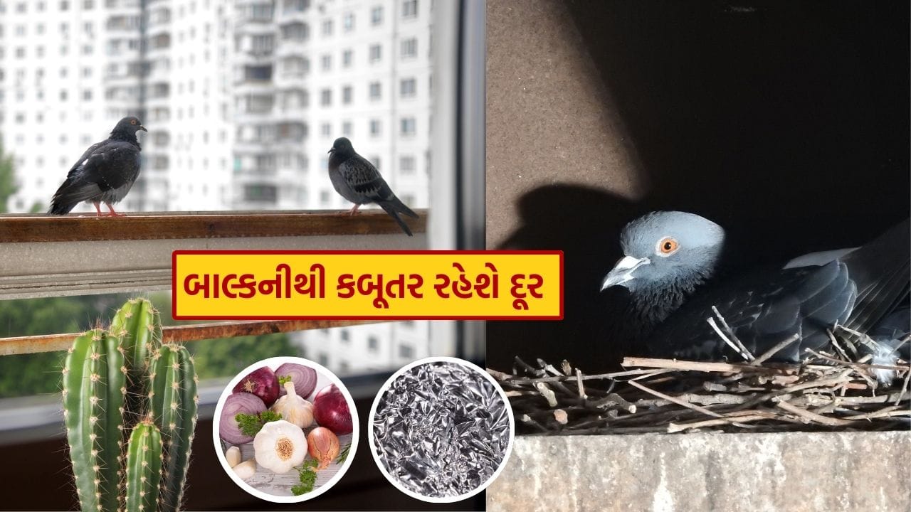 ઘણા લોકો, ખાસ કરીને ફ્લેટમાં રહેતા લોકો, તેમના બાલ્કનીમાં કબૂતરોના આગમનથી પરેશાન છે. તમને જણાવી દઈએ કે, આ પક્ષીઓ બાલ્કનીમાં સૌથી નાની જગ્યામાં પણ સરળતાથી માળો બનાવે છે અને ઈંડા પણ મૂકે છે.