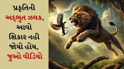 અદભૂત! તમે ગીરના સાવજનો આવો શિકાર ક્યારેય નહી જોયો હોય, ઉડતાં પક્ષીને શાનદાર રીતે પકડ્યું અદભૂત! તમે ગીરના સાવજનો આવો શિકાર ક્યારેય નહી જોયો હોય, ઉડતાં પક્ષીને શાનદાર રીતે પકડ્યું
