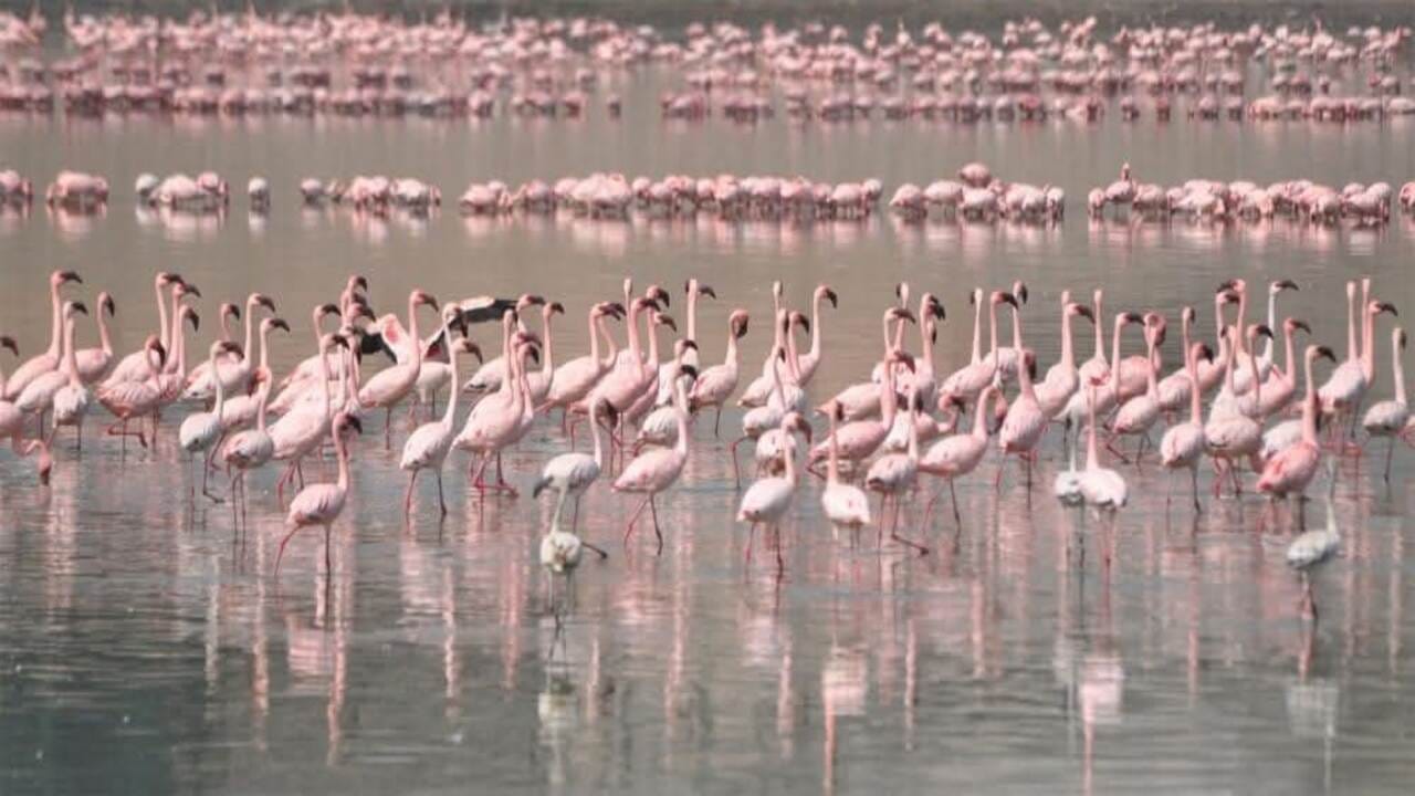 Gujarat Birds 1
