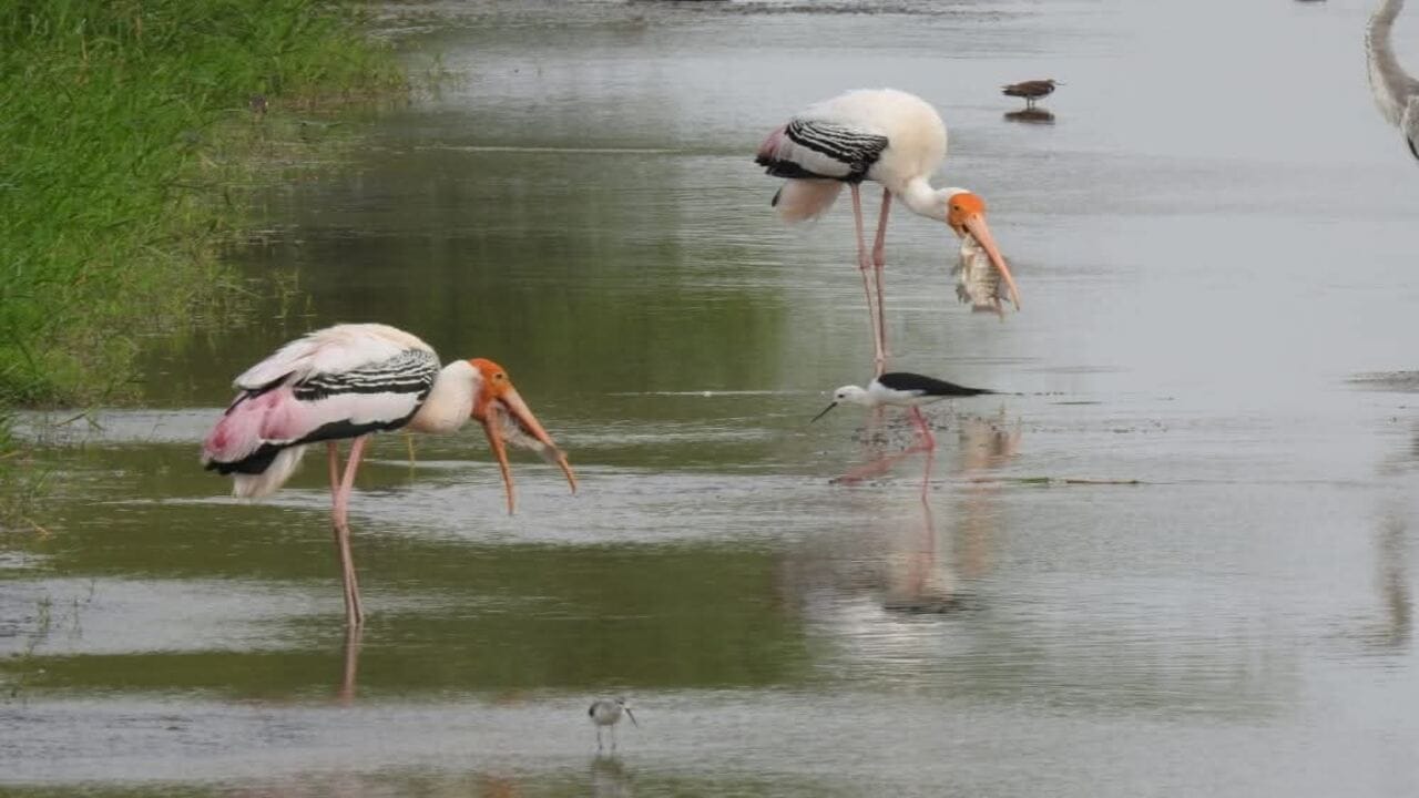 Gujarat Birds 3