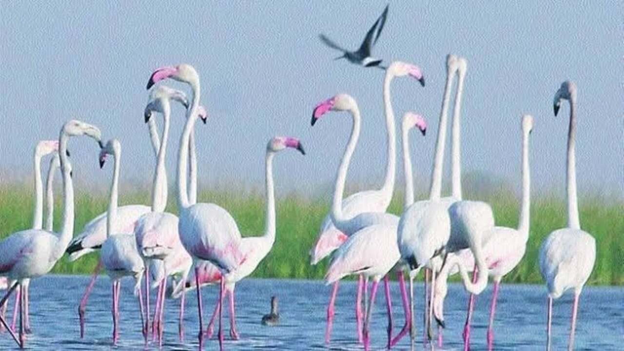 Gujarat Birds 8
