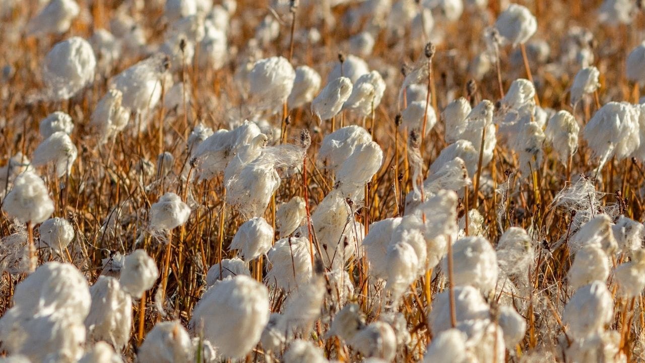 સરકાર દ્વારા 'કપાસ ઉત્પાદકતા માટે મિશન'ની શરૂઆત કરવામાં આવી છે, જેનો ઉદ્દેશ્ય કપાસની ઉત્પાદકતા અને ટકાઉપણામાં સુધારો લાવવાનો છે. આ મિશન આગામી 5 વર્ષ સુધી અમલમાં રહેશે અને લાંબા મુખ્ય કપાસની જાતોને પ્રોત્સાહિત કરાશે. વિજ્ઞાન અને ટેકનોલોજીના ઉપયોગ માટે સંશોધન અને નવીનતાને પ્રોત્સાહન આપવામાં આવશે.