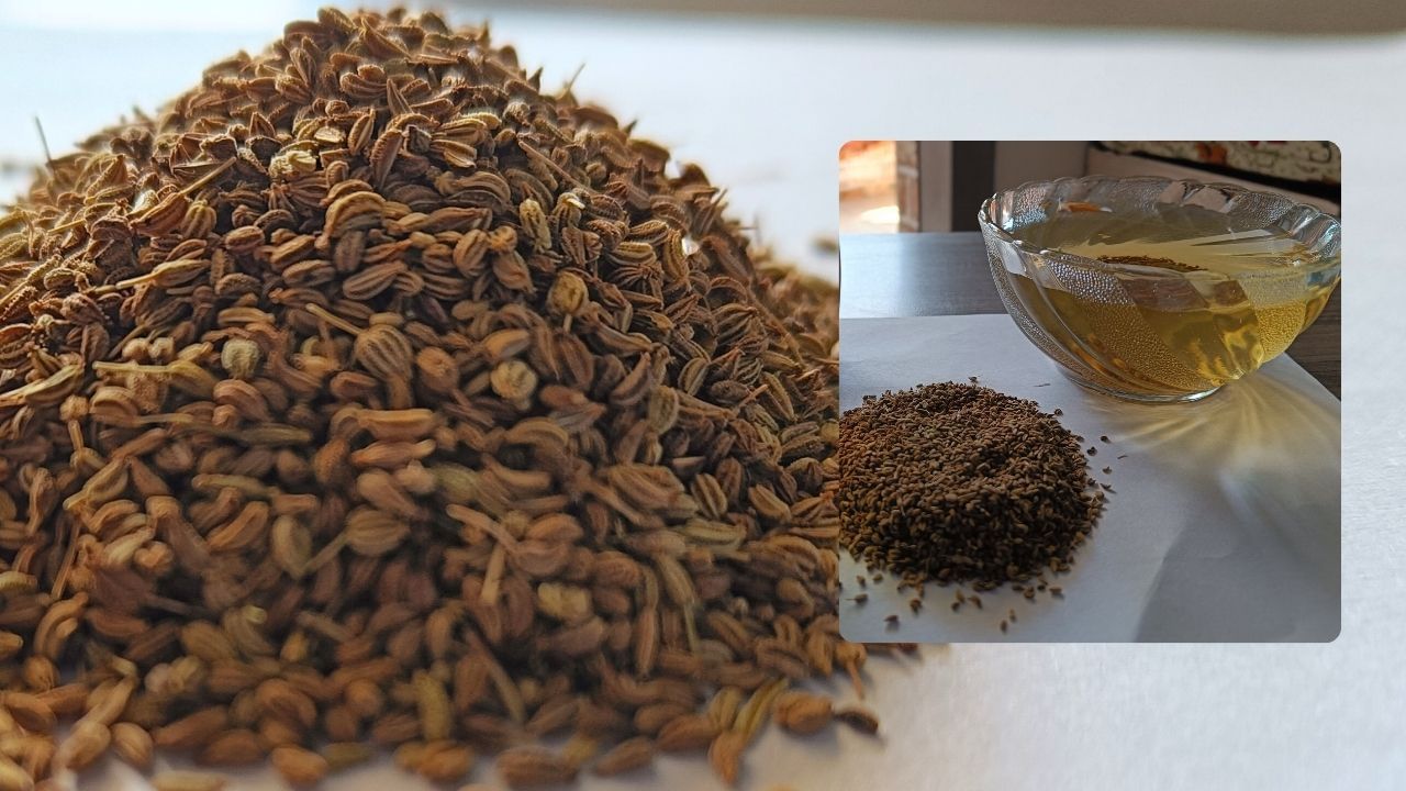 અજમામાં બળતરા વિરોધી ગુણધર્મો હોય છે, જે શરીરમાં બળતરા ઘટાડી શકે છે. આ ઉપરાંત, જીરુંમાં પણ ઘણા બધા ખનીજ તત્વો ભંડાર છે. એટલું જ નહીં, આ બે મિશ્રણ નિયમિતપણે ખાવાથી તમારા શરીરના કોલેસ્ટ્રોલ અને બ્લડ સુગર લેવલને ઘણી હદ સુધી નિયંત્રિત કરી શકાય છે.