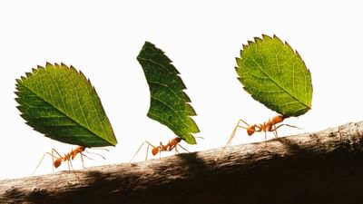 કીડીઓ એક મહેનતુ પ્રાણી હોવા ઉપરાંત, હિન્દુ ધર્મમાં તેમને ભગવાન વિષ્ણુનો એક ભાગ પણ માનવામાં આવે છે. હા, હિન્દુ ધર્મમાં બધા જીવોને દેવી-દેવતાઓનો ભાગ માનવામાં આવે છે, તેથી તેમની સેવા કરવાથી અને તેમને ભોજન કરાવવાથી સૌભાગ્ય મળે છે.  ( Credits: Getty Images )