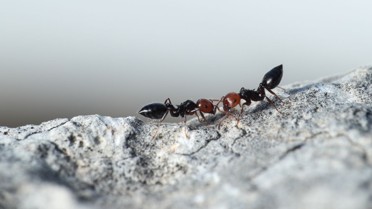 જ્યારે પણ તમે કીડીઓને લોટ કે ખોરાક આપો છો, ત્યારે તમારા મનમાં કોઈ સ્વાર્થી ભાવના ન હોવી જોઈએ. આમ કરવાથી જ લાભ મેળવી શકાય છે. નોંધ: અહી આપવામાં આવેલી જાણકારી ધાર્મિક આસ્થા ઓ અને લોક માન્યતાઓ આધારિત છે, જેનો કોઈ વૈજ્ઞાનિક આધાર નથી. સામાન્ય જનરૂચિને ધ્યાનમાં રાખીને આ લેખને અહી પ્રસ્તુત કરવામાં આવ્યો છે. unsplash