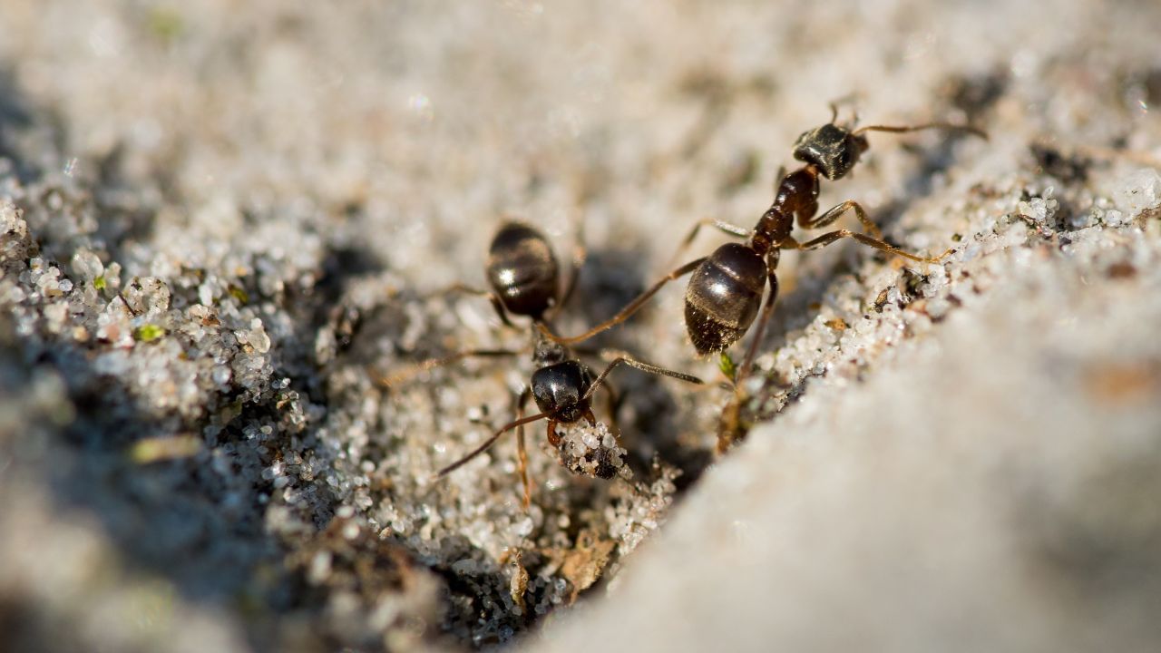 જ્યોતિષ શાસ્ત્ર અનુસાર દરરોજ કીડીઓને લોટ કે ખોરાક ખવડાવવાથી સૌભાગ્ય મળે છે અને વ્યક્તિના જીવનમાંથી મુશ્કેલીઓના વાદળો દૂર થવા લાગે છે. unsplash