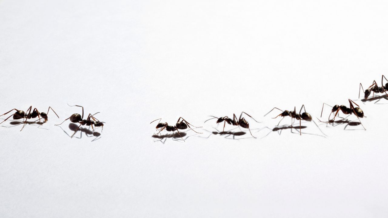 કીડીઓ પોતાનો ખોરાક એકત્રિત કરવા માટે કેટલી મહેનત કરે છે તે કોઈથી છુપાયેલું નથી. તમે કીડીઓને દરરોજ ખોરાક ખવડાવો છો ત્યારે કીડીઓ તમને ઓળખે છે અને તમારા માટે પ્રાર્થના કરે છે. ( Credits: Getty Images )