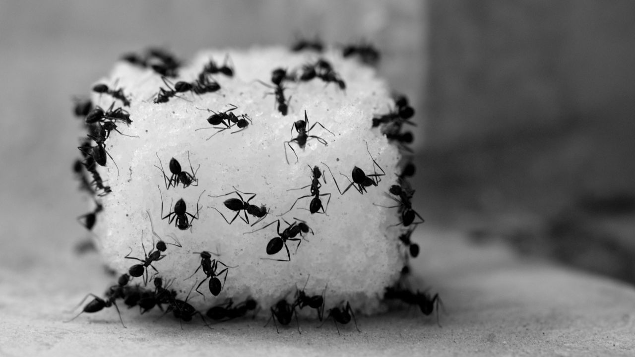 કીડીઓને શનિદેવનો આશીર્વાદ મળે છે.  જે લોકોની કુંડળીમાં શનિનો પ્રભાવ વધુ હોય છે, તેમના માટે કીડીઓને લોટ કે ખોરાક ખવડાવવો શુભ માનવામાં આવે છે.  જ્યોતિષ શાસ્ત્રમાં એવું માનવામાં આવે છે કે શનિવારે કીડીઓને લોટ કે ગોળ ખવડાવવાથી શનિ ગ્રહની અશુભ અસર ઓછી થઈ શકે છે અને તે શનિની સાડાસાતી અને ઢૈયાના પ્રભાવમાંથી પસાર થઈ રહેલા લોકો માટે પણ ફાયદાકારક સાબિત થઈ શકે છે. ( Credits: Getty Images )