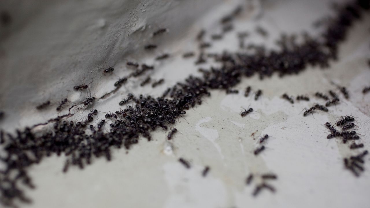 જ્યોતિષ અને વાસ્તુ શાસ્ત્રમાં એવું માનવામાં આવે છે કે કાળી કીડીઓ પર શનિદેવનો આશીર્વાદ હોય છે. આ જ કારણ છે કે આપણે બધાએ ક્યાંકને ક્યાંક સાંભળ્યું છે કે કીડીઓને લોટ કે ખોરાક ખવડાવવાથી પુણ્ય પ્રાપ્ત થાય છે.  ( Credits: Getty Images )