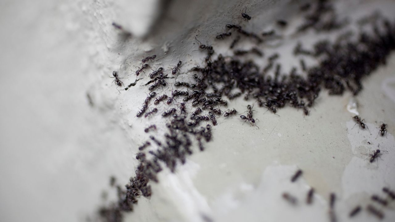 જ્યોતિષ શાસ્ત્ર અનુસાર, કીડીઓના આશીર્વાદથી તમારા મોટામાં મોટા સંકટને પણ દૂર કરી શકાય છે. એવું માનવામાં આવે છે કે લોટમાં ખાંડ ભેળવીને કીડીઓને ખવડાવવાથી વ્યક્તિના જીવનમાંથી મોટી સમસ્યાઓ દૂર થઈ શકે છે. એટલું જ નહીં.  ( Credits: Getty Images )