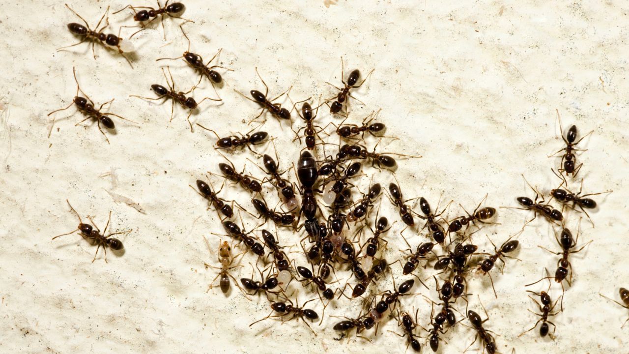 જ્યોતિષ શાસ્ત્રમાં એવું માનવામાં આવે છે કે કીડીઓનો સંબંધ રાહુ અને કેતુ સાથે પણ છે. કીડીઓને લોટ ખવડાવવાથી, આ ગ્રહોના અશુભ પ્રભાવો શાંત થઈ શકે છે અને જીવનમાં આવતા અવરોધો પણ દૂર થઈ શકે છે. ( Credits: Getty Images )