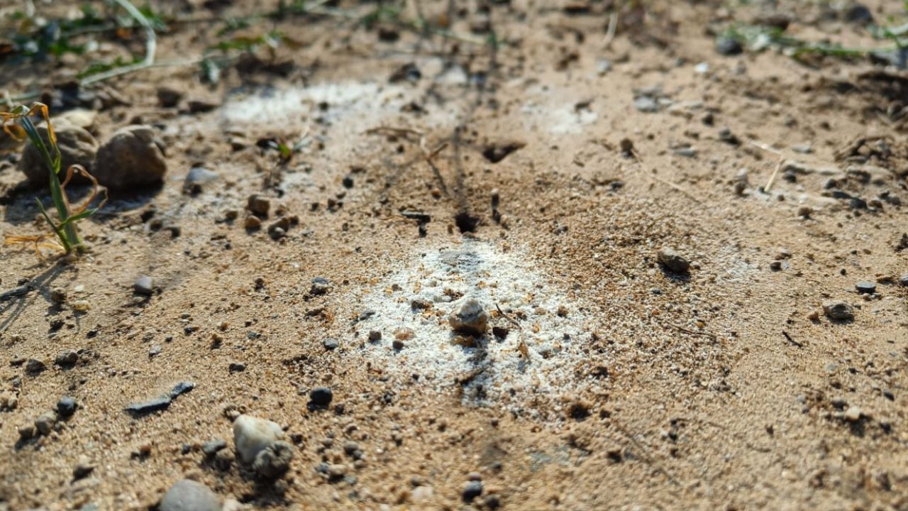 ઘણી વખત, પૂર્વજોની સંતુષ્ટિના અભાવે જીવનમાં સમસ્યાઓ ઊભી થાય છે. આવી સ્થિતિમાં, કીડીઓને ખોરાક આપવાથી પૂર્વજોના આત્માઓને શાંતિ મળે છે અને તેમના આશીર્વાદ પ્રાપ્ત થાય છે.