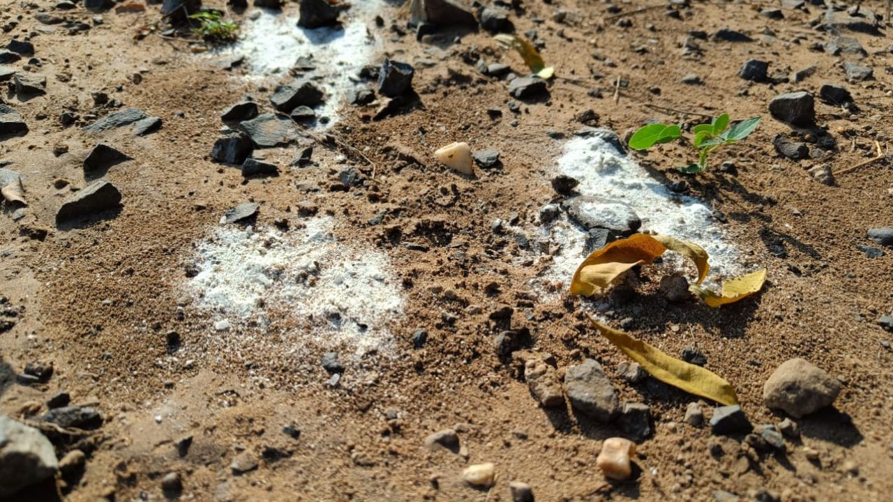 જ્યોતિષ શાસ્ત્ર અનુસાર દરરોજ કીડીઓને લોટ કે ખોરાક ખવડાવવાથી સૌભાગ્ય મળે છે અને વ્યક્તિના જીવનમાંથી મુશ્કેલીઓના વાદળો દૂર થવા લાગે છે.