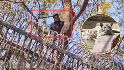 Ahmedabad : પ્રેમિકાને ઇમ્પ્રેસ કરવા કાંકરિયા ઝૂમાં વાઘના પાંજરામાં ઊતર્યો પ્રેમી, ઝાડ પરથી પગ લપસતા યુવક પટકાયો, જુઓ Video