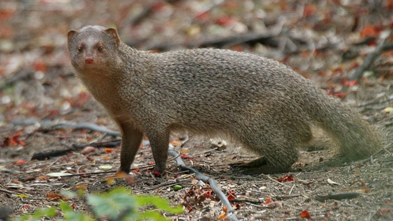 નોળિયાને સૂર્યનું પ્રતીક માનવામાં આવે છે. નોળિયો તમારા જીવનમાં સૂર્ય જેવું તેજ લાવે છે. એવું પણ માનવામાં આવે છે કે જો કોઈ વ્યક્તિ સવારે નોળિયા જુએ છે, તો તેણે સમજી લેવું જોઈએ કે તેને ભવિષ્યમાં ઘણા પૈસા મળવાના છે. જેના કારણે તે ધનવાન બનશે. 
