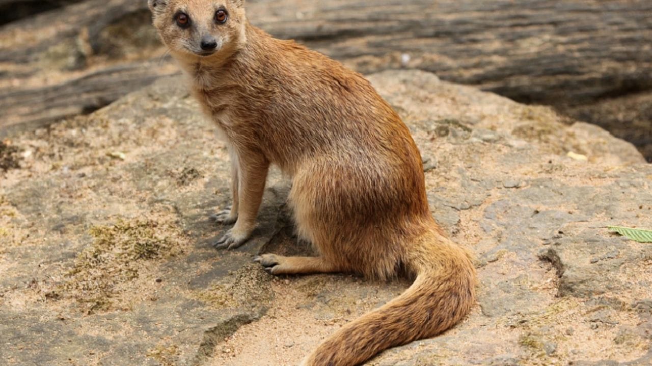 આપણે ઘણીવાર લોકોને કહેતા સાંભળ્યા છે કે નોળિયા જોવું શુભ છે. જ્યારે આપણે કોઈ કામ માટે ઘરેથી નીકળીએ છીએ અને રસ્તામાં આપણને નોળિયા દેખાય છે, ત્યારે તે કાર્ય શુભ હોય છે. 
