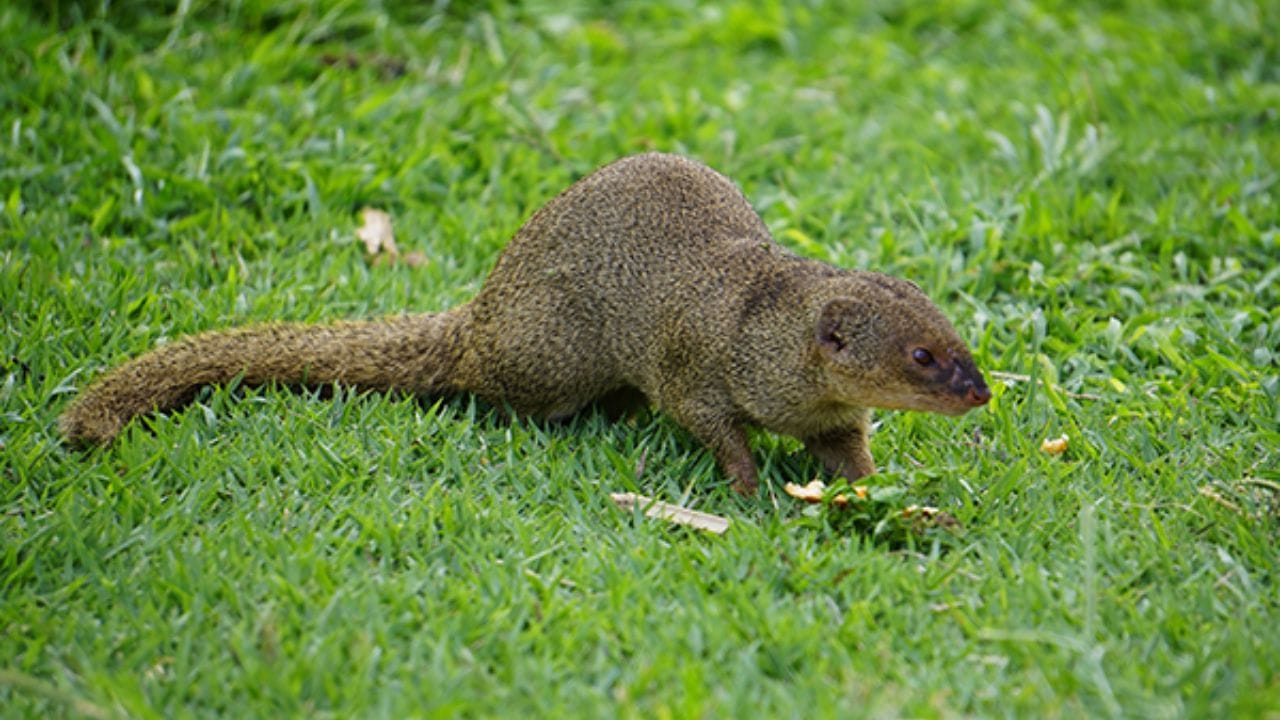 આ સિવાય, જો તમે સવારે ઉઠતાની સાથે જ તમારા ઘરમાં નોળિયા જુઓ છો, તો સમજી લો કે તમે ખૂબ જ જલ્દી ધનવાન બની જશો. જ્યોતિષ શાસ્ત્ર અનુસાર, નોળિયાનો સીધો સંબંધ જમીનમાં છુપાયેલા ખજાના સાથે છે. સવારે વહેલા તેને જોવાથી સંકેત મળે છે કે વ્યક્તિને છુપાયેલ ધન મળશે.
