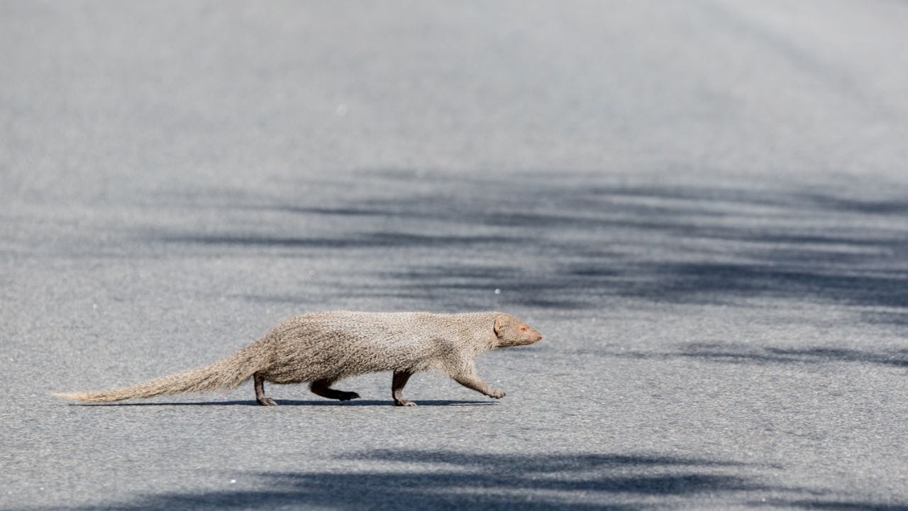 શાસ્ત્રોમાં કહેવામાં આવ્યું છે કે નોળિયો જોવો એટલે ભગવાન કુબેરના દર્શન. મંગૂસને છુપાયેલી સંપત્તિનું પ્રતીક માનવામાં આવે છે. તેને જોવું એ સૌભાગ્યની નિશાની છે. 