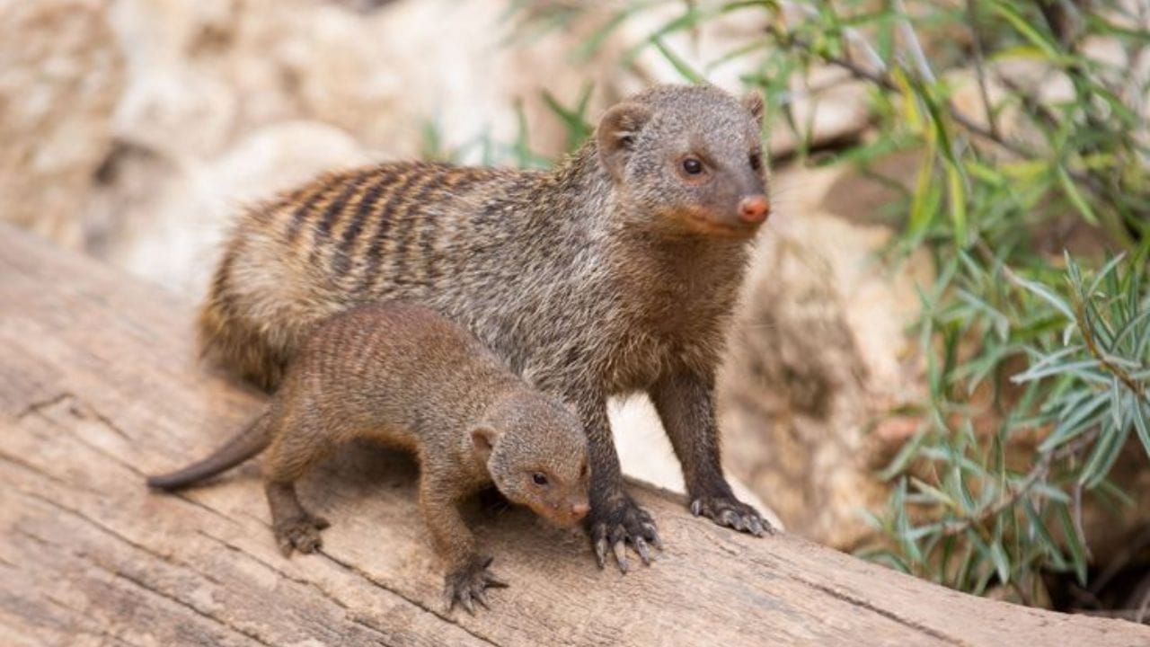 નોળિયો બુદ્ધિ, સફળતા અને સંપત્તિનું પ્રતિનિધિત્વ કરે છે. તેથી, નોળિયાને જોવું તમારા માટે શુભ સાબિત થઈ શકે છે.
