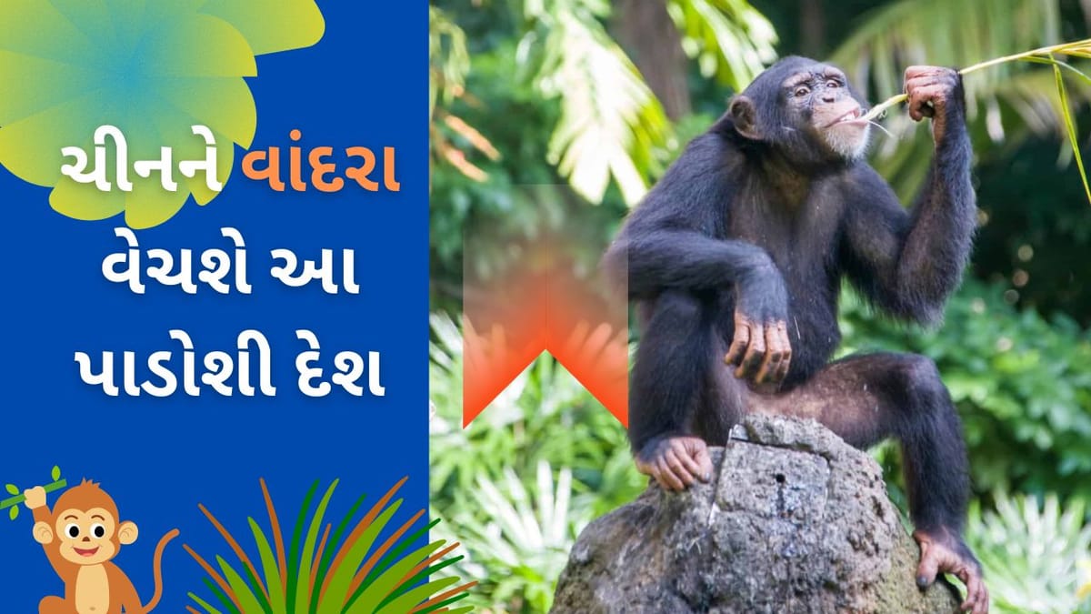 ભારતનો આ પાડોશી દેશ ચીનને વાંદરા કેમ વેચવા માગે છે? મોટું કારણ આવ્યું બહાર ભારતનો આ પાડોશી દેશ ચીનને વાંદરા કેમ વેચવા માગે છે? મોટું કારણ આવ્યું બહાર