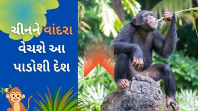 ભારતનો આ પાડોશી દેશ ચીનને વાંદરા કેમ વેચવા માગે છે? મોટું કારણ આવ્યું બહાર