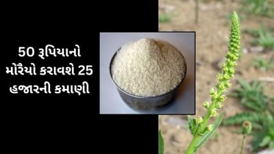 મોરૈયાની ખેતીથી ભરાશે ખીસ્સા, 50 રૂપિયાના છંટકાવથી થશે રૂ 25 હજારની આવક