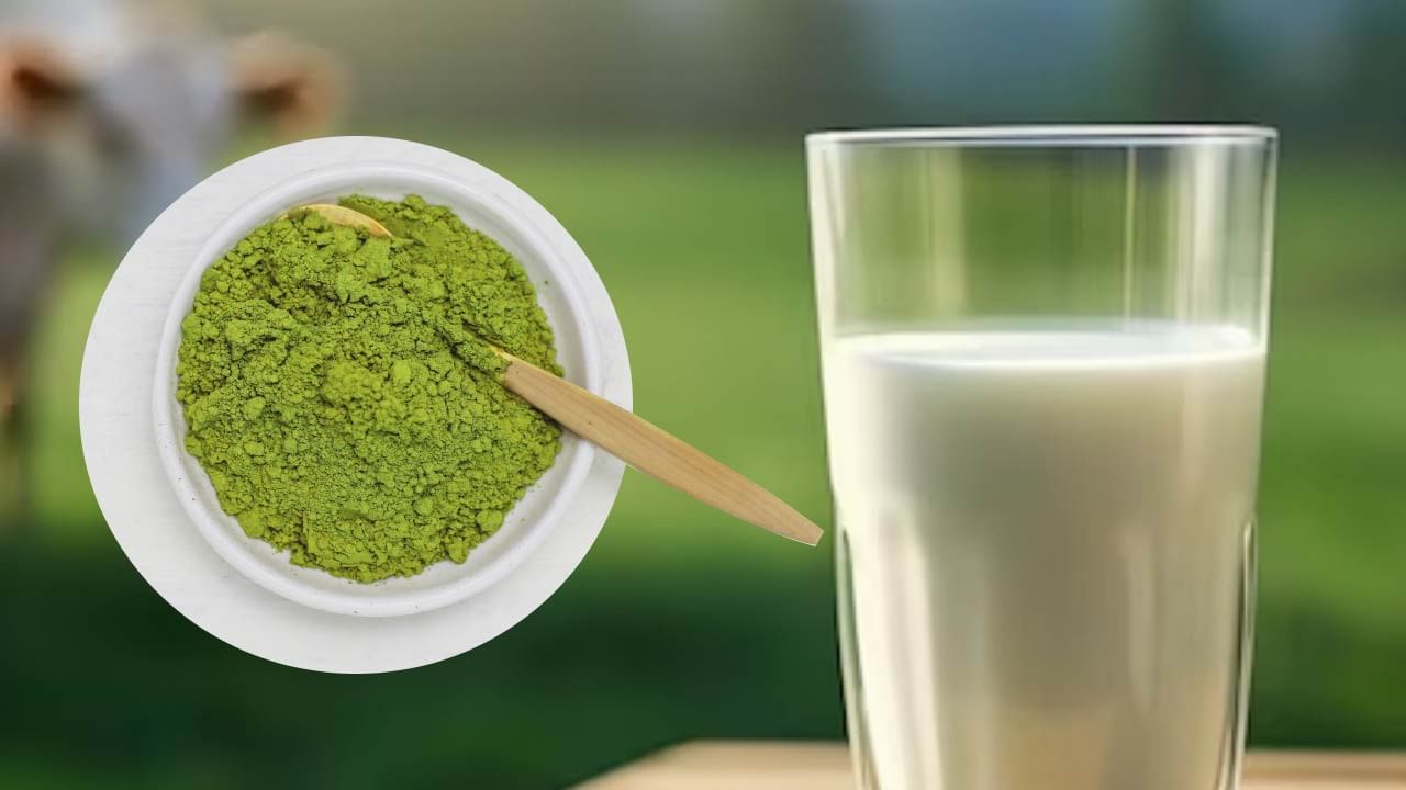 તમારા હાડકાં મજબૂત બનાવો : દૂધ હંમેશા હાડકાં માટે ફાયદાકારક રહે છે. સરગવામાં કેલ્શિયમ અને મેગ્નેશિયમ પણ મોટી માત્રામાં જોવા મળે છે.જો દૂધ અને સરગવાનો પાવડર એકસાથે પીવામાં આવે, તેથી આ હાડકાં મજબૂત બનાવે છે. દરરોજ સાંજે ચાને બદલે દૂધમાં સરગવાના પાનનો પાવડર મિલાવીને પીવાથી પણ હાડકા અને સાંધાના દુખાવામાં રાહત મળે છે.