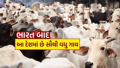 ભારતમાં ગાયની પૂજા કરવામાં આવે છે. સનાતન ધર્મમાં ગાયને માતાનો દરજ્જો આપવામાં આવ્યો છે. ગાયનું ધાર્મિક મહત્વ છે.