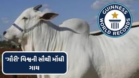 ગુજરાતમાં ઉછેરવામાં આવેલી 'ગૌરી' વિશ્વની સૌથી મોંઘી ગાય બની, જુઓ ફોટો ગુજરાતમાં ઉછેરવામાં આવેલી 'ગૌરી' વિશ્વની સૌથી મોંઘી ગાય બની, જુઓ ફોટો