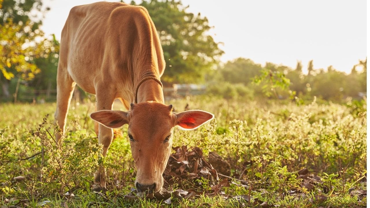 આ ગાય 40 કરોડ રૂપિયાની કિંમતે ખરીદવામાં આવી છે. આ કોઈપણ ગાય માટે ચૂકવવામાં આવેલી સૌથી વધુ કિંમત છે. આ પછી, આ ગાયનું નામ ગિનીસ વર્લ્ડ રેકોર્ડમાં નોંધાયું છે. Viatina-19 એ નેલ્લોર જાતિની ગાય છે.