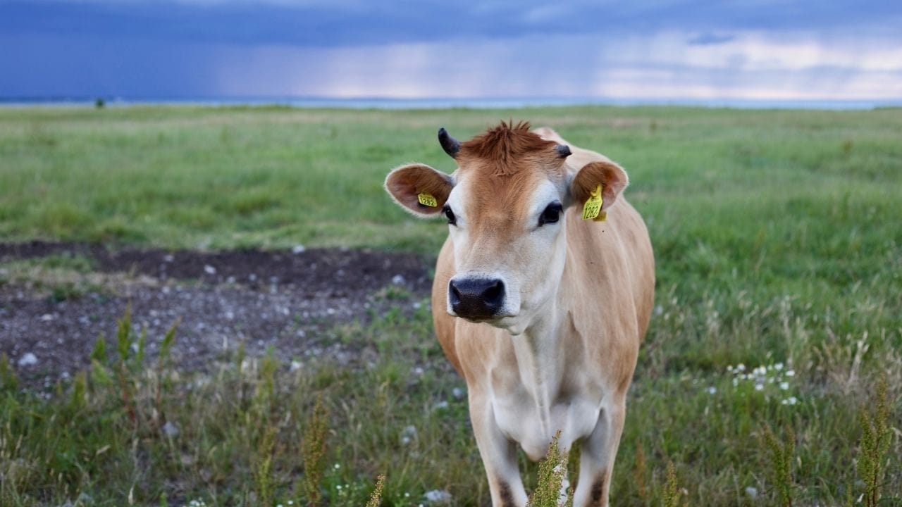 નેલ્લોર જાતિની ગાય વિશ્વમાં સૌથી મોંઘી વેચાય છે,Viatina-19એ 'નેલ્લોર જાતિ'ની ગાય છે. આ જાતિ ભારતના આંધ્રપ્રદેશ અને તેલંગાણામાં જોવા મળે છે.