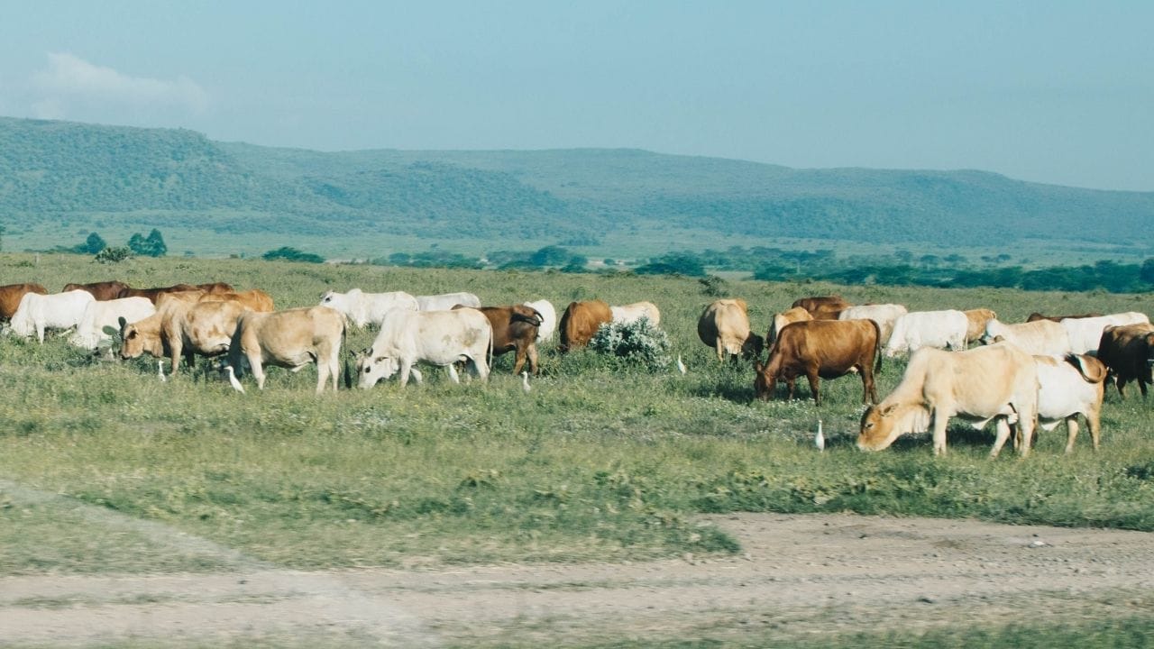 આમ તો ગાય દુનિયાનાં મોટા ભાગનાં દેશોમાં જોવા મળે છે. પ્રદેશ અને હવામાન અનુસાર તે અલગ અલગ રંગ, આકાર અને દેખાવમાં જોવા મળે છે. ભારતમાં જાણીતી ગાયોની ઓલાદોની સંખ્યા ત્રીસ છે.