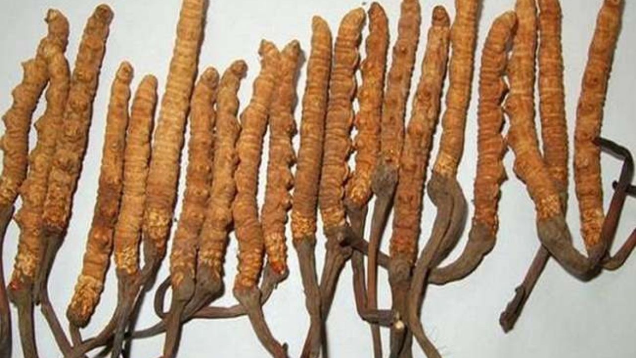 Nepal's Himalayan Viagra Yarsagumba Benefits (1)