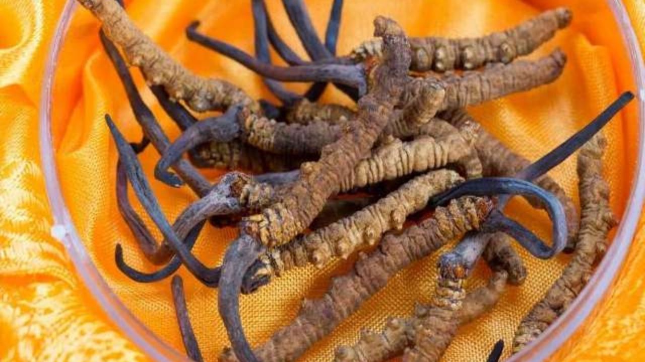 Nepal's Himalayan Viagra Yarsagumba Benefits (2)